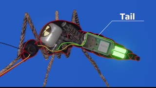 How a mosquito works