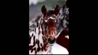 25 Most Beautiful Horses Ever Seen   Meet the World’s Most Stunning Horse Breeds