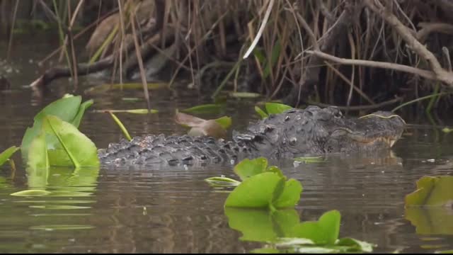 Crocodiles vs Alligators What Are The Differences   The Ultimate Showdown