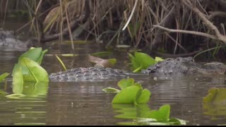 Crocodiles vs Alligators What Are The Differences   The Ultimate Showdown