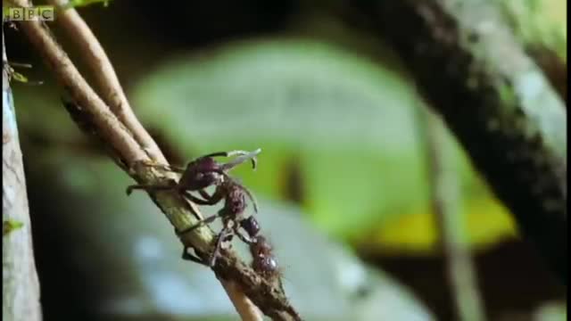 Attack of the Killer Fungi   Planet Earth   BBC Earth