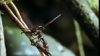 Attack of the Killer Fungi   Planet Earth   BBC Earth