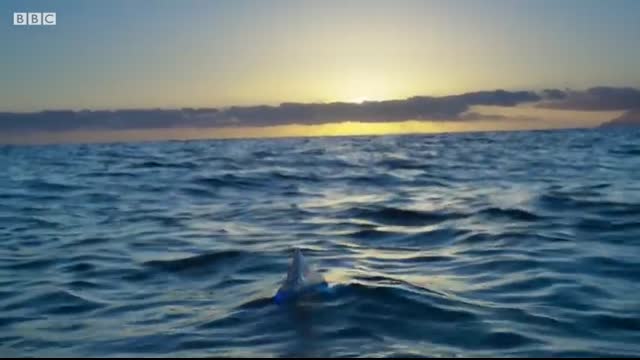 The Deadly Portuguese Man O' War   Blue Planet II   BBC Earth
