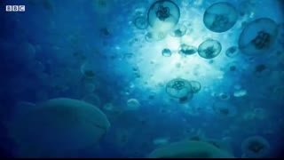 The Deadly Portuguese Man O' War   Blue Planet II   BBC Earth