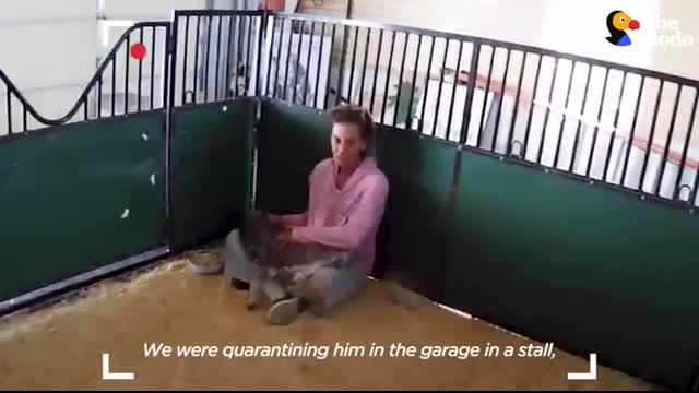 Horse Is Smaller Than His Golden Retriever Siblings   The Dodo