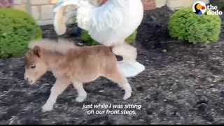 Horse Is Smaller Than His Golden Retriever Siblings   The Dodo