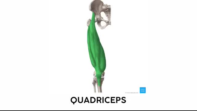 How to Remember Every Muscle of the Lower Limb and Leg ｜ Corporis