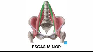 How to Remember Every Muscle of the Lower Limb and Leg ｜ Corporis