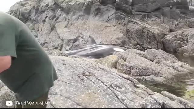 6 Orca Rescues That'll Warm Your Heart