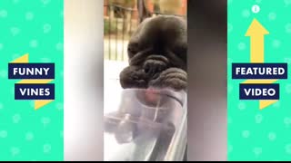 TRY NOT TO LAUGH - Funny Dogs