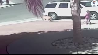 50 Hero Animals That Saved Human Lives ? I Best of 2024!