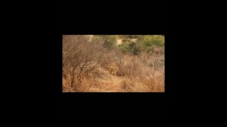 6 incredible moments lion was killed while hunting   lion attack deer and eat #lion #wildlife