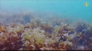 Why Japan's Massive Airport Is Sinking