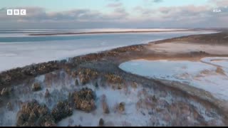 Red fox has to fight off huge birds in order to secure dinner   Asia - BBC
