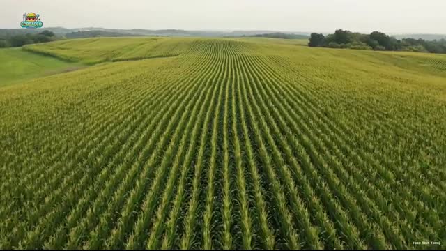 How Doritos Cheese Chips Are Made in Factories ?  The Crunchy Nachos Production Process