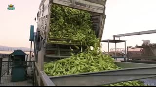 How Doritos Cheese Chips Are Made in Factories ?  The Crunchy Nachos Production Process