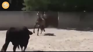 Guess What Happened When This Bull Attacked the Horse!