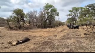 An EPIC SIGHTING! Battle between lions and buffalo ???