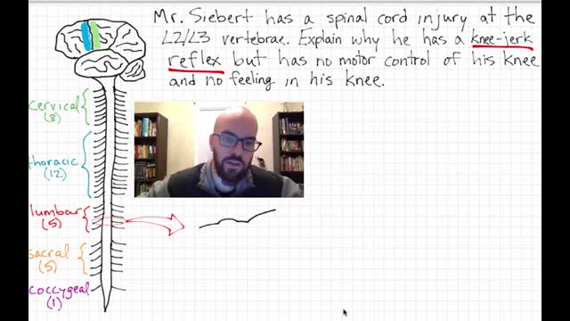 Spinal Cord Injury Physiology   Pathophysiology