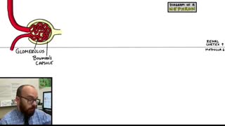 Nephrons - Filtration and Reabsorption Basics