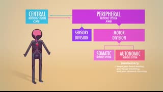 The Nervous System, Part 1 Crash Course Anatomy & Physiology #8