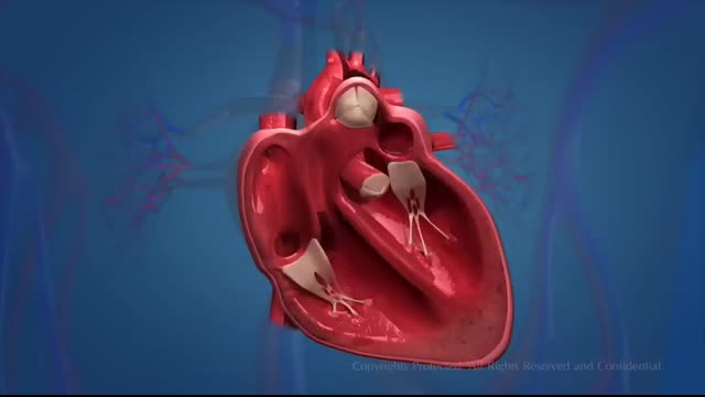 Human Circulatory System