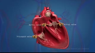 Human Circulatory System