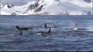 Top 5 David Attenborough Moments   BBC Earth