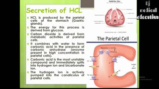 HCL   Hydrochloric acid physiology in hindi   function   production   Rj medical education