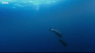 The Sex-Shifting Fish   Blue Planet II   BBC Earth