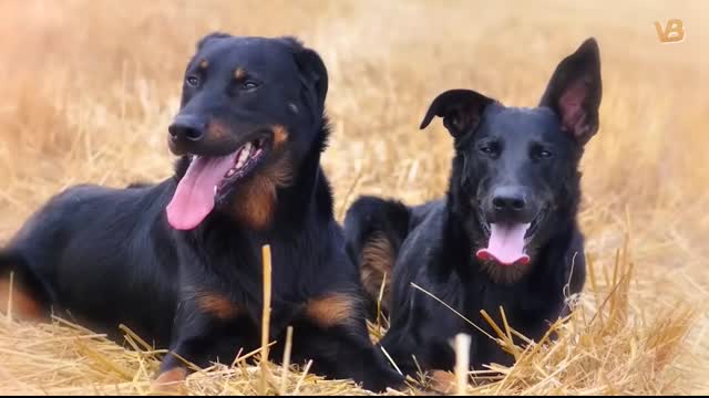 The 10 Lesser Known Large Dog Breeds