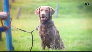 The 10 Lesser Known Large Dog Breeds