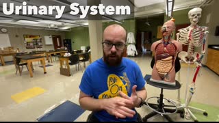 Urinary System   Structure, Function, Plastinated Kidney and Bladder, 3D Model