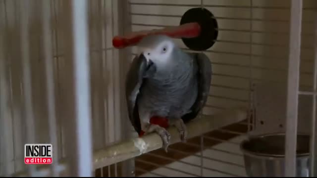 Parrot Was Key 'Witness' in Murder Trial as Woman Is Convicted of Killing Husband