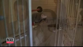 Parrot Was Key 'Witness' in Murder Trial as Woman Is Convicted of Killing Husband