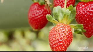 Top 12 Healthy Fruits You Need To Start Eating Daily