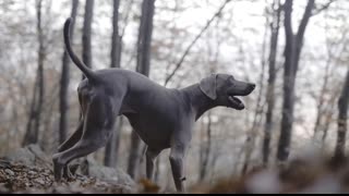 Dog Breeds NOT for the First-Time Owner - Part 2