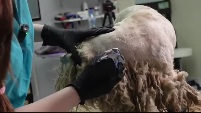 YOU WON'T BELIEVE how this DOG looks AFTER shaving all this matted fur (She was found on the street)