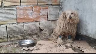 YOU WON'T BELIEVE how this DOG looks AFTER shaving all this matted fur (She was found on the street)