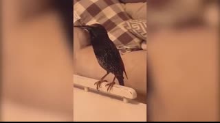 BIRDS TALKING LIKE HUMANS #3