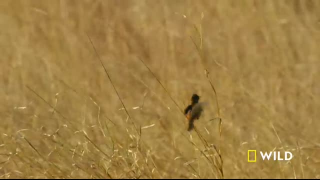 Lion Uprising Traitors of the Pride   Suppressing Rebellion (Full Episode)   Savage Kingdom