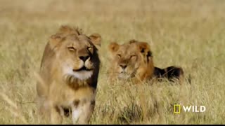 Lion Uprising Traitors of the Pride   Suppressing Rebellion (Full Episode)   Savage Kingdom