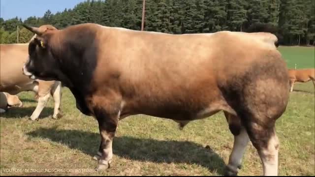 10 Biggest Bulls in the World