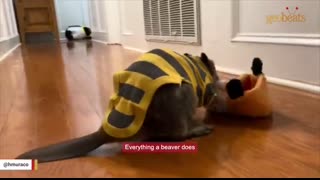 Rescue beaver builds dam with stuffed toys