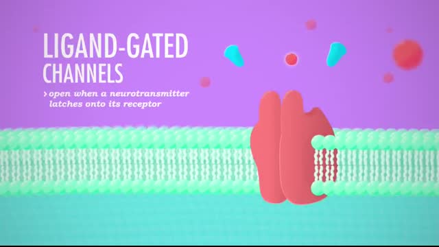 The Nervous System, Part 2 - Action! Potential! Crash Course Anatomy & Physiology #9