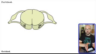 Spinal Cord Cross-Section   Anatomy, Reflex Arc, and Ascending Descending Tracts