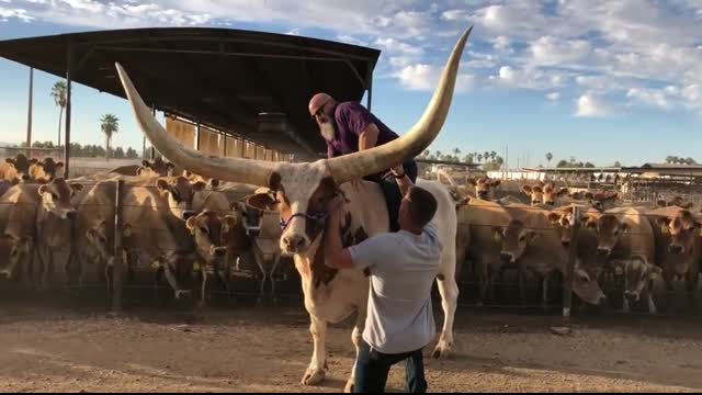 Riding Longstreet - A Watusi Bull on Rovey Dairy
