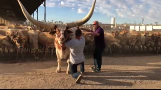 Riding Longstreet - A Watusi Bull on Rovey Dairy