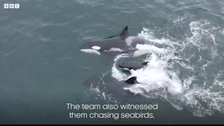 Orca released from captivity thrives in the wild   Behind the Scenes of Frozen Planet II   BBC Earth