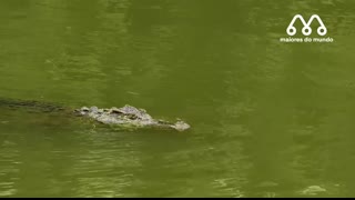 OS CROCODILOS NÃO SABIAM QUE OS HIPOPÓTAMOS IRIAM FAZER ISSO E LEVAM A PIOR